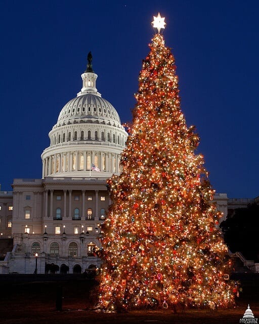 U.S. Capitol Real Xmas Tree