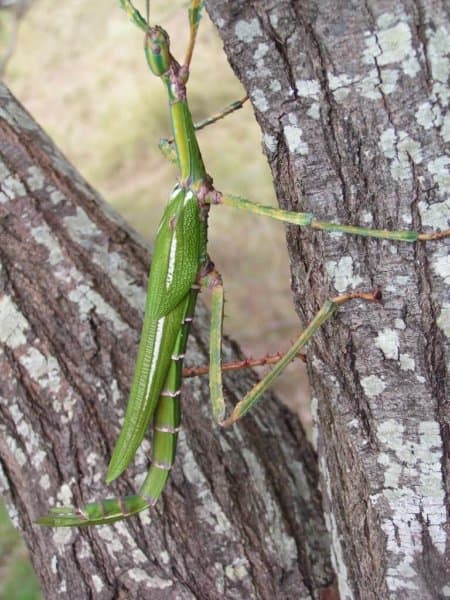 Eastern Goliath Stick Insect (Eurycnema goliath)