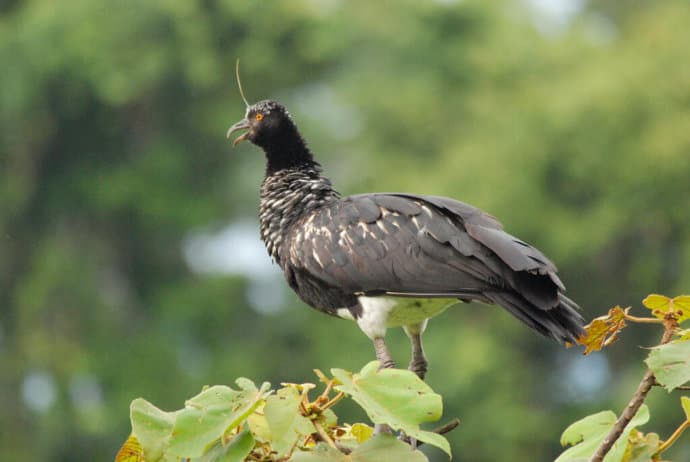 Horned Screamer bird