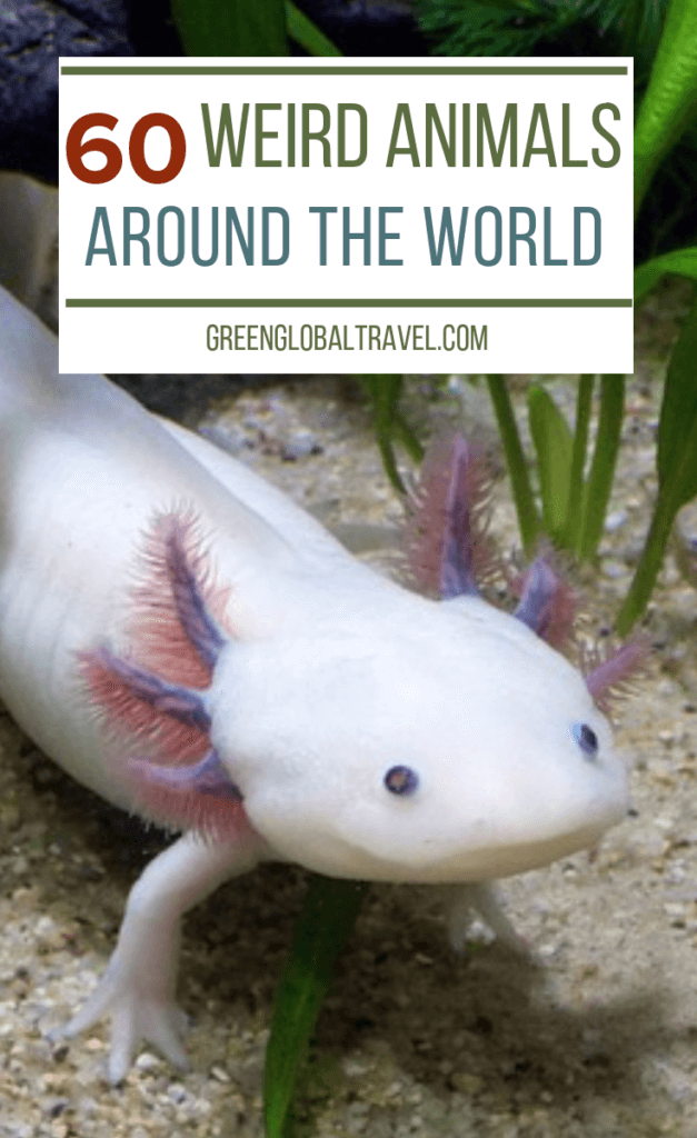 60 Weird Animals From Around The World