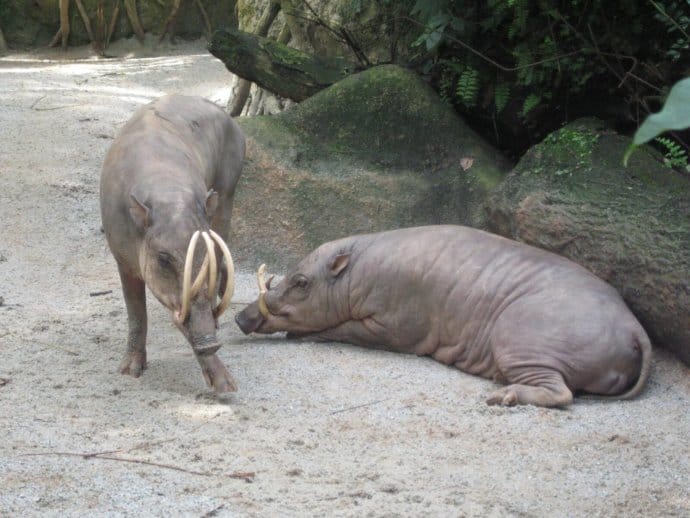 Sulawesi Babirusas at Singapore Zoo