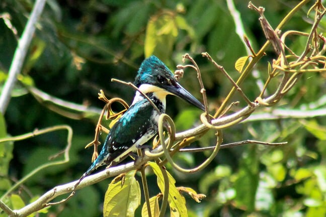 Common Kingfisher at Kingfisher Park in Coron, Palawan