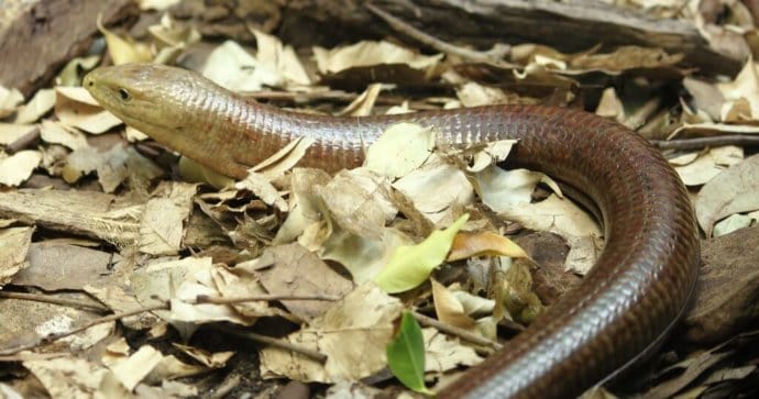 European Legless Lizard, aka Scheltopusik or Palla's glass lizard