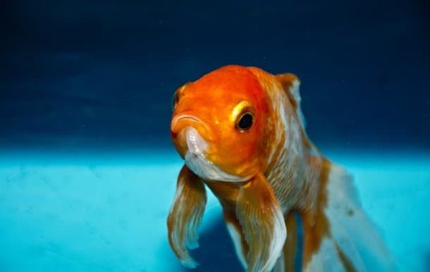 what is aquaponics? the ultimate diy beginner's guide