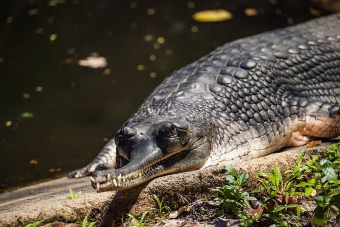 Indian Gharial