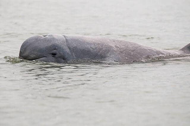 Irrawaddy Dolphin 