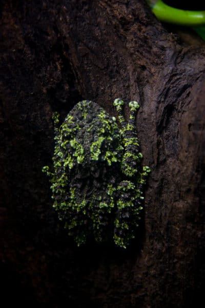 Vietnamese Mossy Frog photo