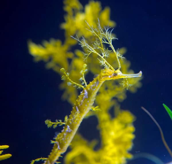 Ribboned Sea Dragon at Newport Aquarium