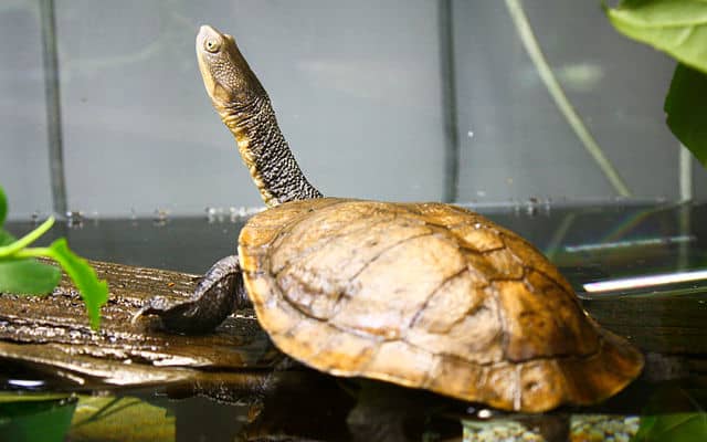 Unusual Turtles Around the World- Eastern Long Necked Turtle