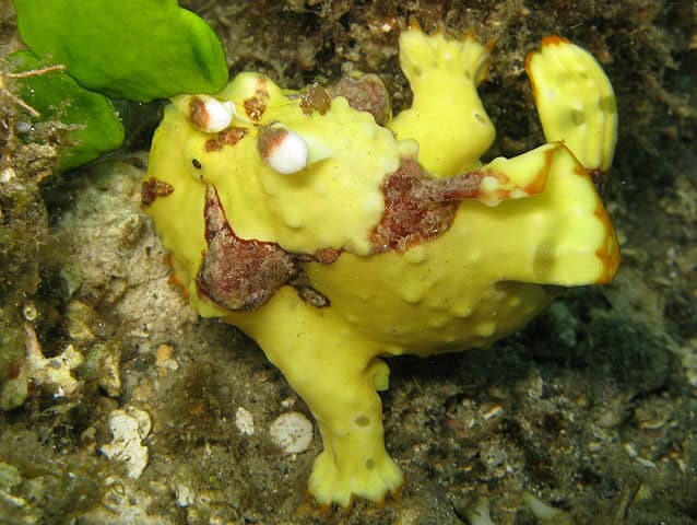 Weird Fish Around The World -Warty Frogfish