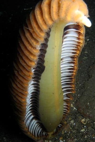 Weird Sea Animals Around The World -Sea Pen