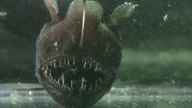Weird Sea Creatures -Humpback Anglerfish