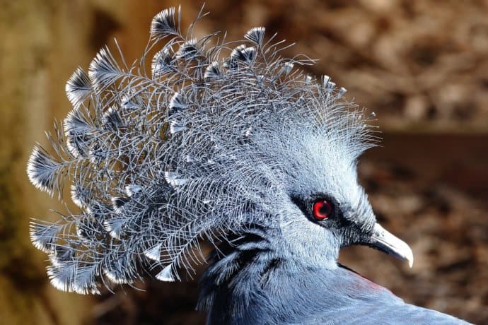 Victoria Crowned Pigeon