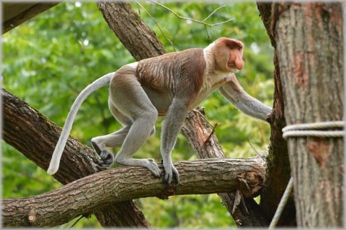 Proboscis Monkey at Sepilok Forest Reserve