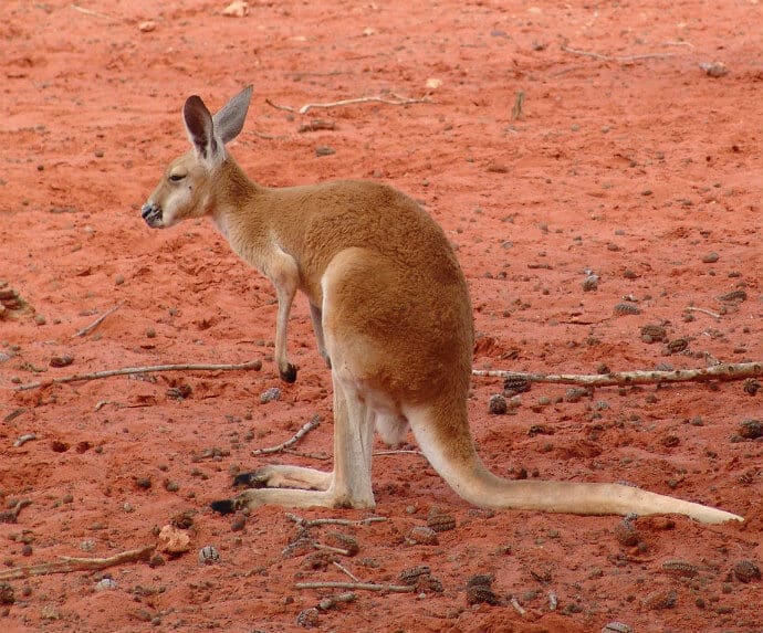 great sandy desert animals