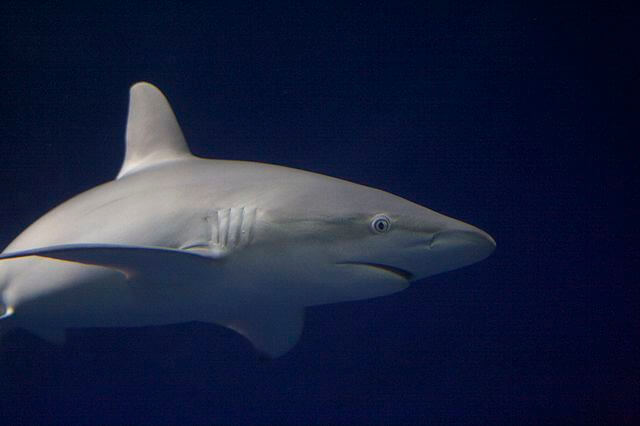 Galapagos Shark