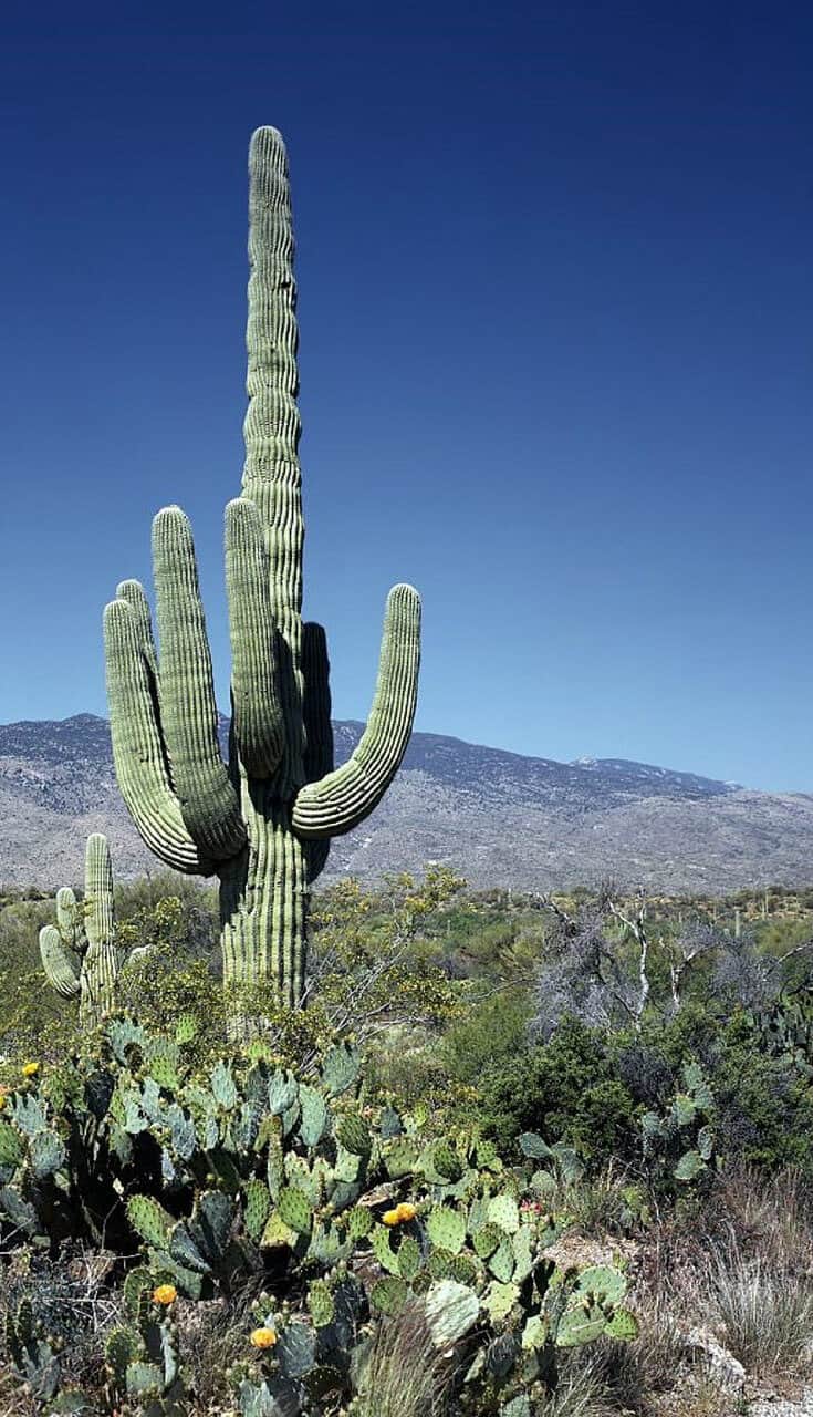 The world's 25 largest deserts, including Antarctica (#1), the Arctic (#2), the Sahara Desert (#3), Gobi Desert (#5), Kalahari Desert (#6), Patagonian Desert (#8), Chihuahuan Desert (#11), Great Sandy Desert (#12), Colorado Plateau (#14), Atacama Desert (#23), Mojave Desert (#24), Namib Desert (#25), and more. via @greenglobaltrvl