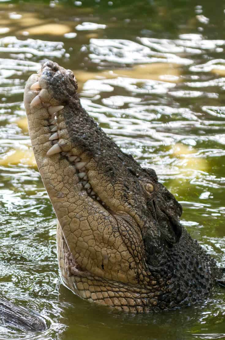 Darwin- Kakadu Australian Road Trip Loop -Crocodile