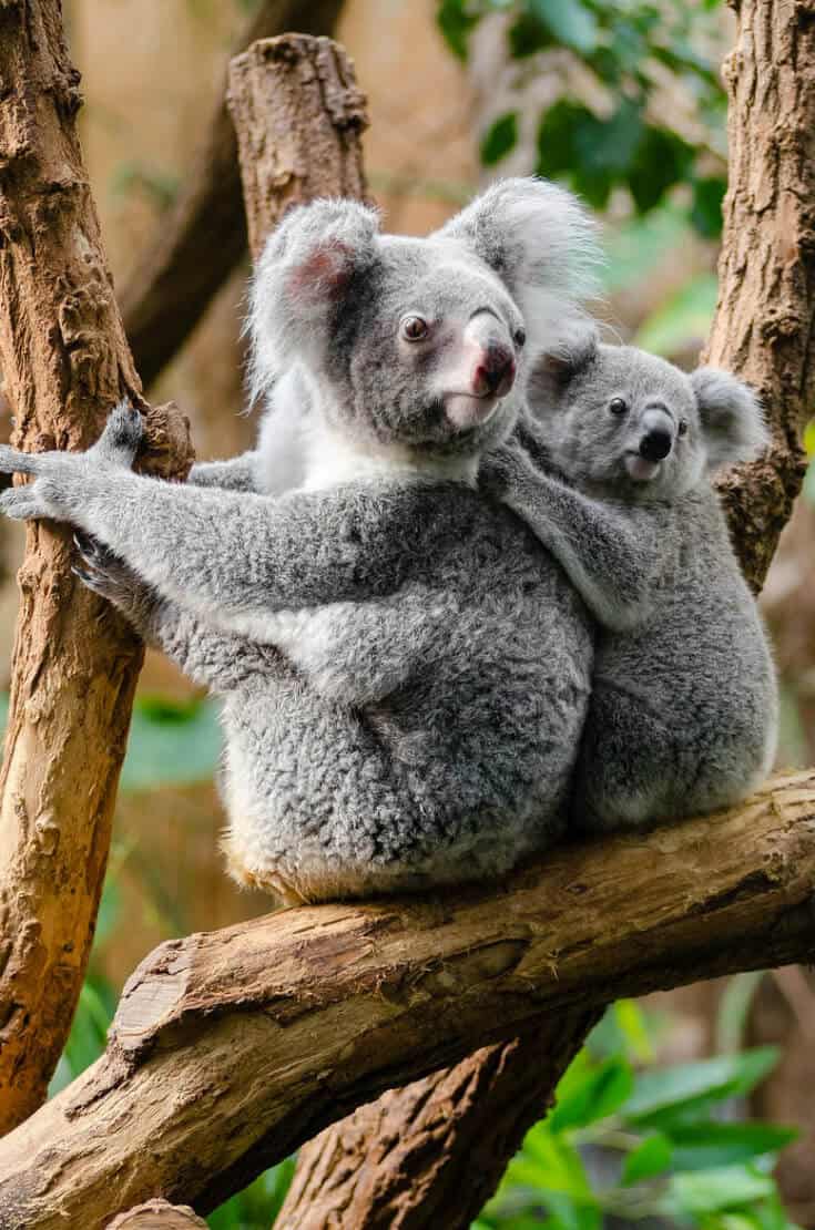 Kangaroo Island Australian Road Trip- Koala Bears via greenglobaltrvl