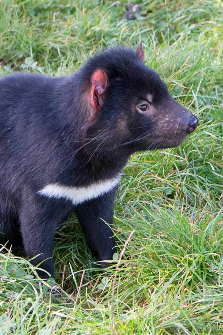 Tarkin Drive -Best Tasmanian Road Trip to see Tasmanian Devils via @greenglobaltrvl