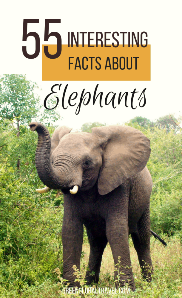 55 Interesting Facts About Elephants (for World Elephant Day)