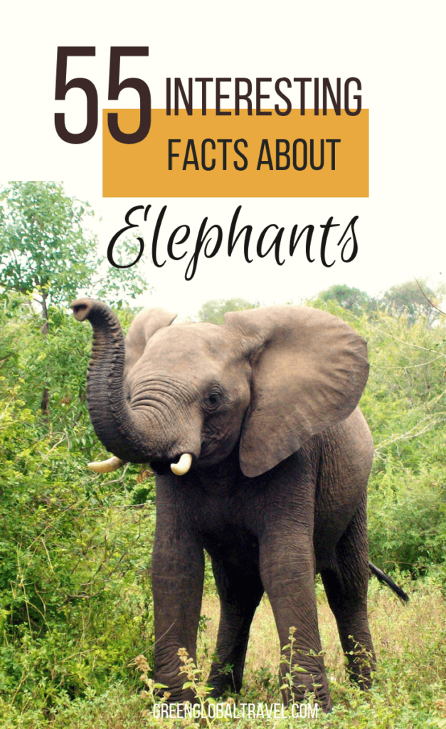 55 Interesting Facts About Elephants for World Elephant Day w/ fun facts about types of elephants, elephant habitat, elephant behavior, conservation & more! via @greenglobaltrvl