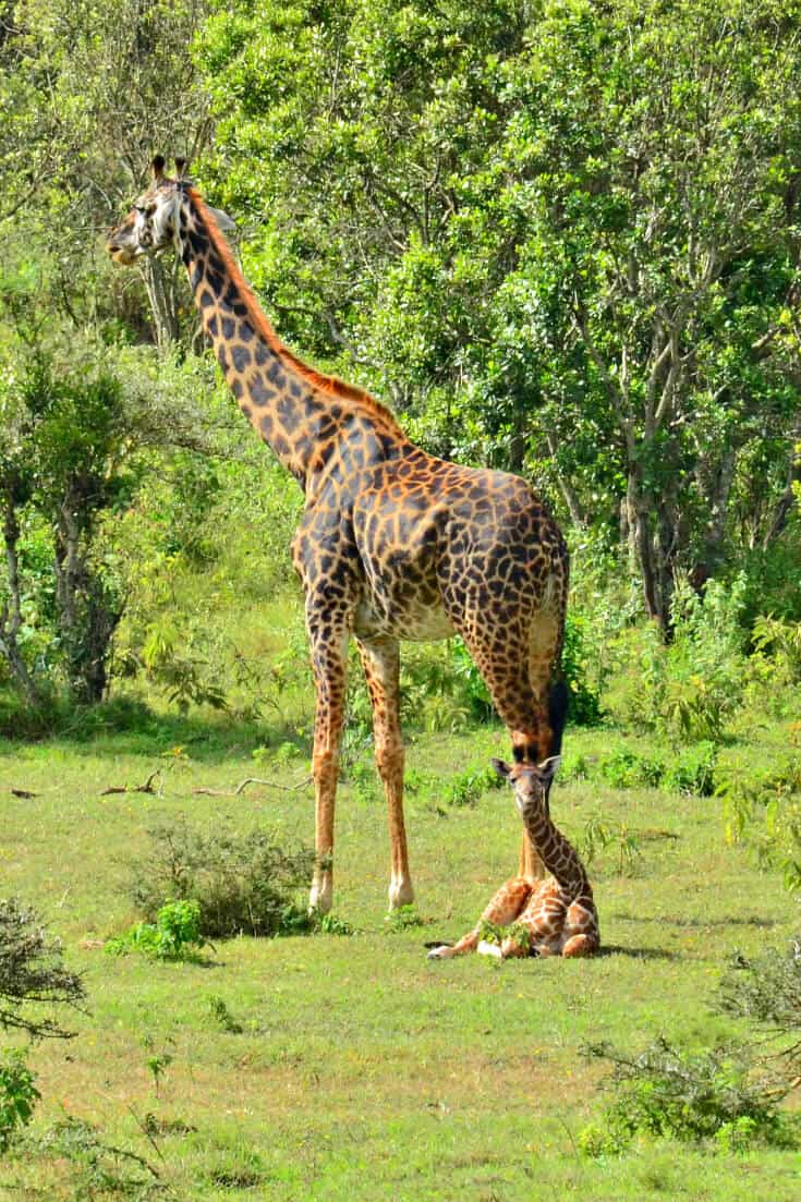 The Top 10 Tanzania National Parks & Reserves. Our Tanzania safari guide includes Kilimanjaro, Serengeti, Tarangire & numerous lesser known gems. | Tanzania Travel | Tanzania Wildlife | Tanzania Africa via @greenglobaltrvl