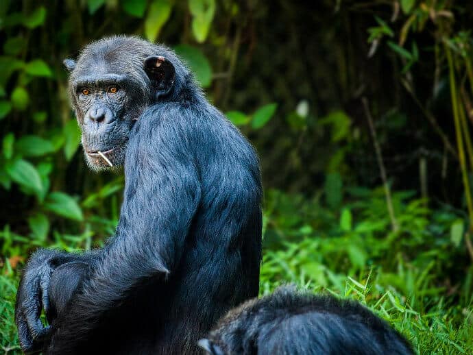 Gombe National Park, Chimpanzee