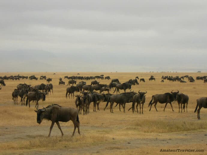 Ngorongoro National Park Tanzania