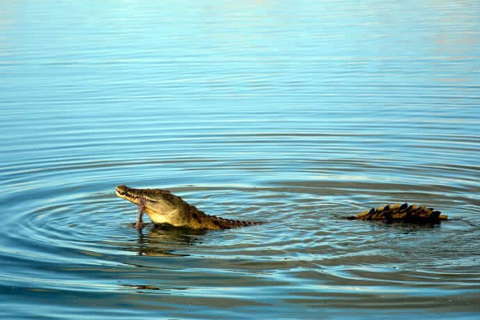 Ruaha National Park Tanzania -Crocodile by pixabay