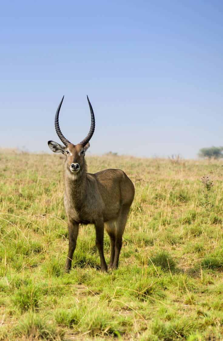 The Top 10 Tanzania National Parks & Reserves. Our Tanzania safari guide includes Kilimanjaro, Serengeti, Tarangire & numerous lesser known gems. | Tanzania Travel | Tanzania Wildlife | Tanzania Africa via @greenglobaltrvl