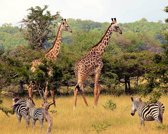 Selous Game Reserve Tanzania