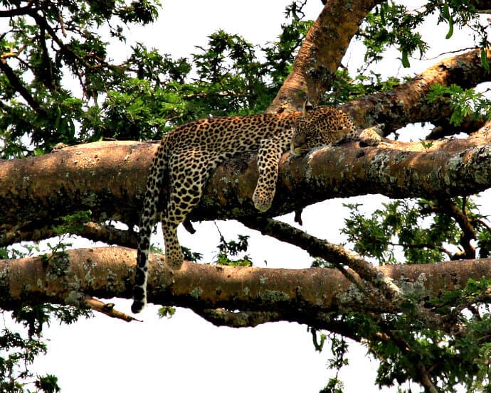 Serengeti National Park Tanzania -Sleeping Leopard in Tree