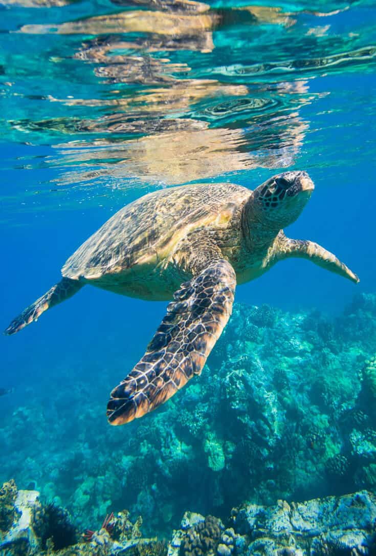 Adventures in San Vicente Palawan - swim with sea turtles