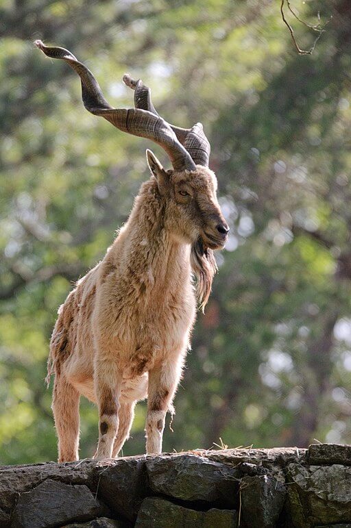 Animals in Asia -Markhor