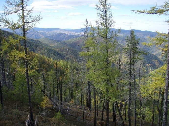 List of 5 Countries with Largest Forests in the World, by Yanuar Hadi