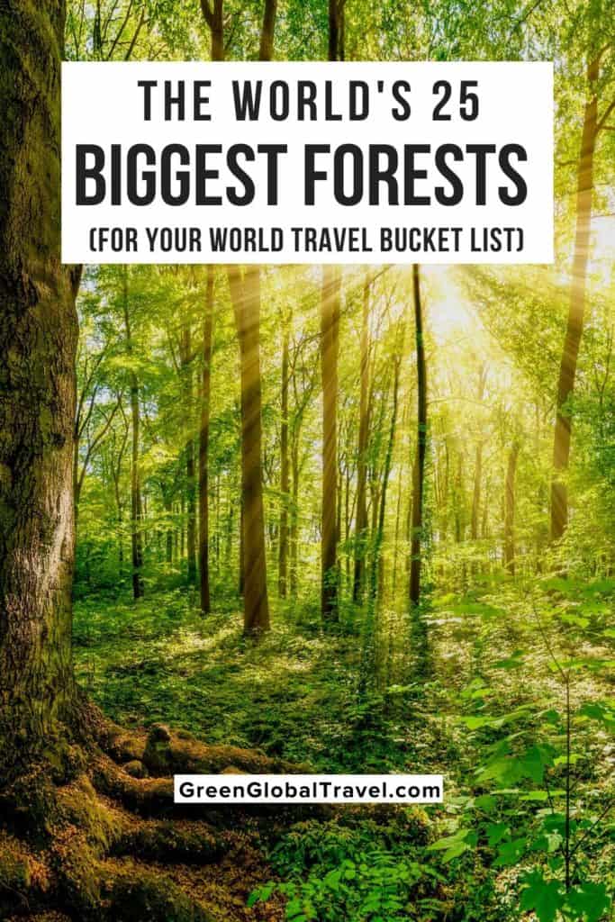 25 Biggest Forests in the World (For Your World Travel Bucket List)