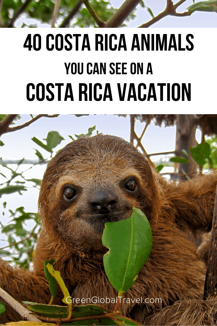 A Guide to 40 Amazing Costa Rica Animals including birds, frogs, monkeys, sloths, tapirs, reptiles & more! | costa rica travel | things to do in costa rica | visit costa rica | costa rica holidays | costa rica travel guide | costa rica wildlife | costa rica rainforest animals | costa rica wildlife guide | animals native to costa rica | costa rica jungle animals |endangered animals in costa rica | common animals in costa rica | animals that live in costa rica | best wildlife costa rica