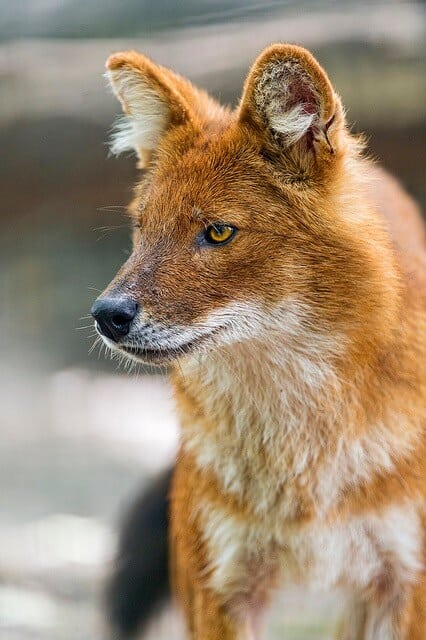 Cute asian animals -Dhole or Indian Wild Dog