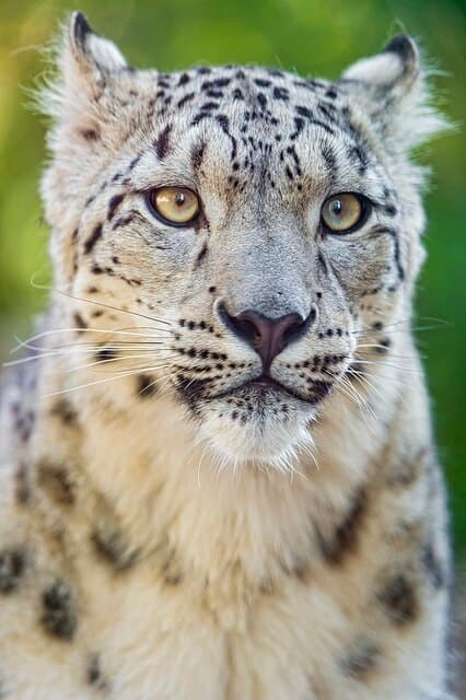 Endangered Asian Animals - Snow Leopard