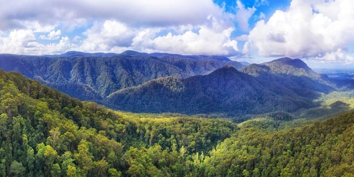Gondwana Rainforest