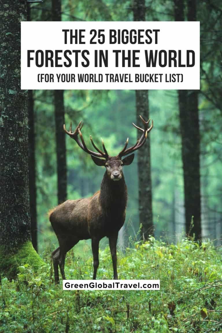25 Biggest Forests in the World (For Your World Travel Bucket List)
