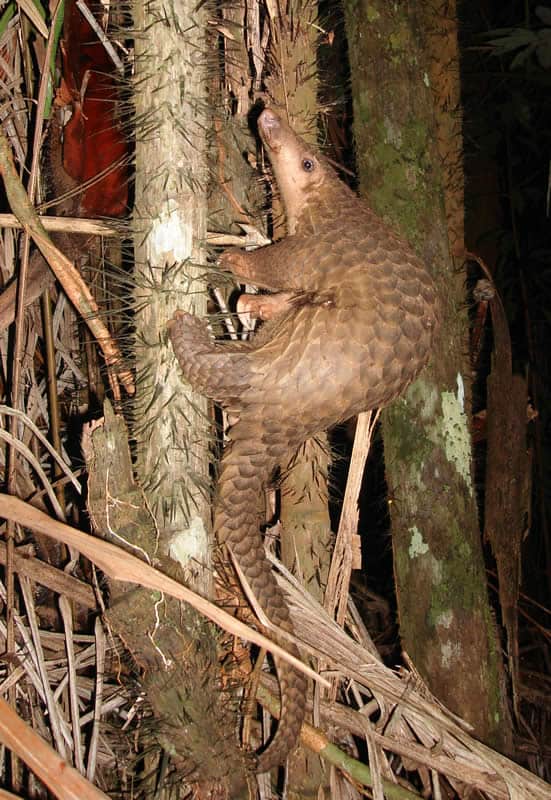 Southeast Asian Animals -Asian Pangolins