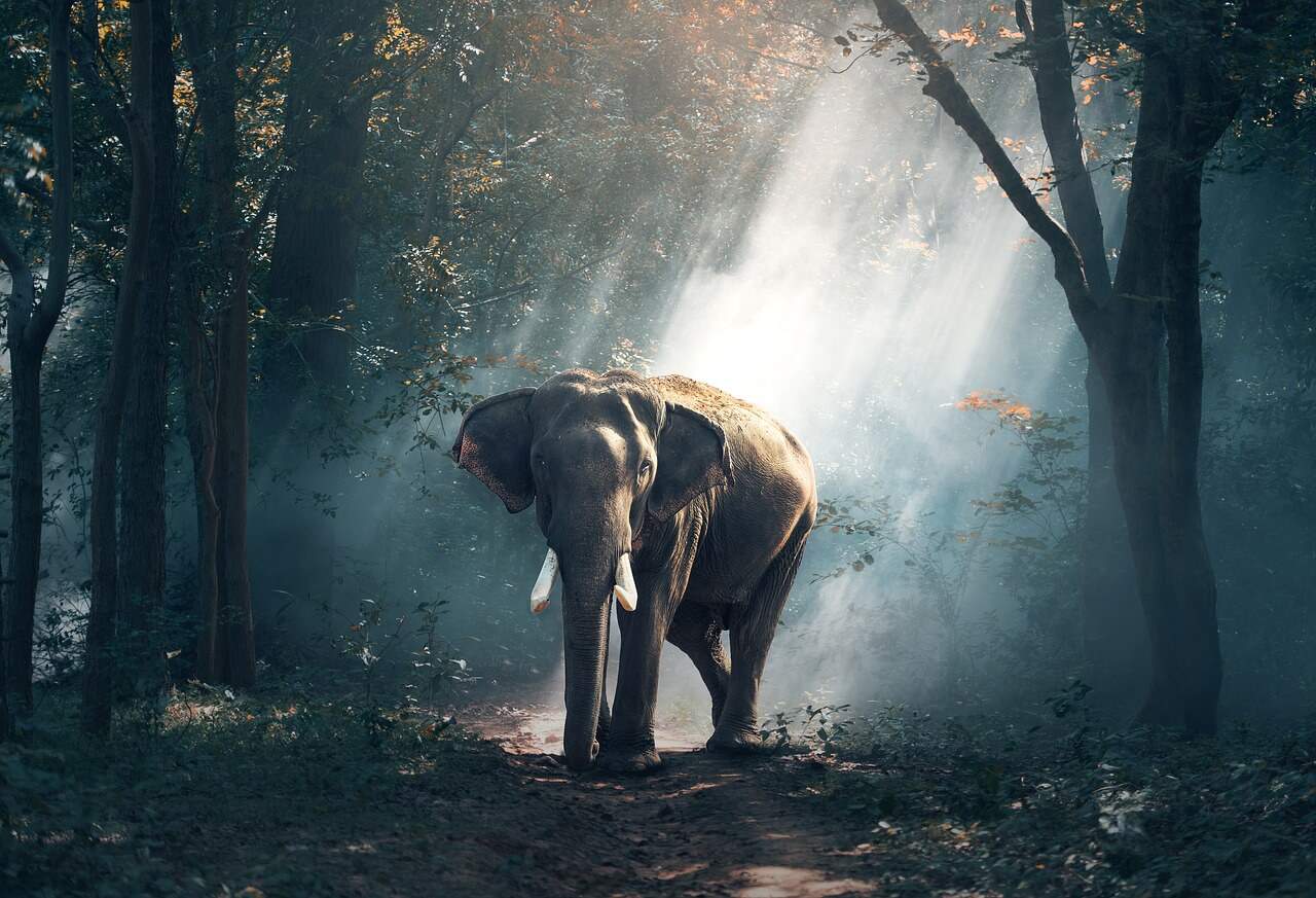 Mammals in India - Asian Elephants