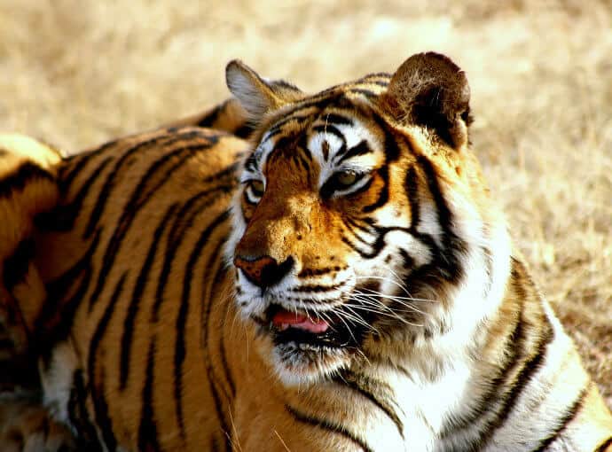 Big Cats in India -Royal Bengal Tiger
