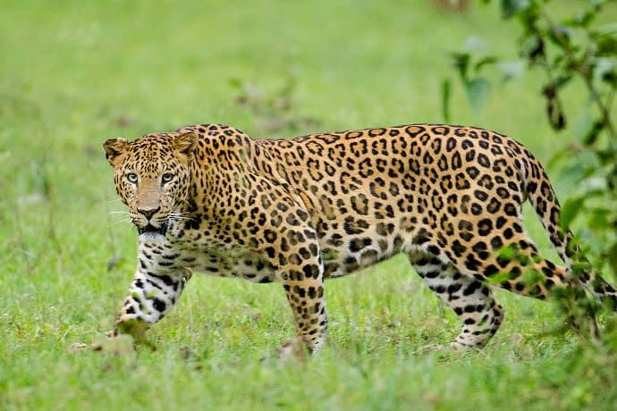 Apex Predators in India -Leopard