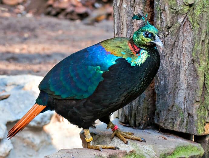 Beautiful Birds in India -Himalayan Monal