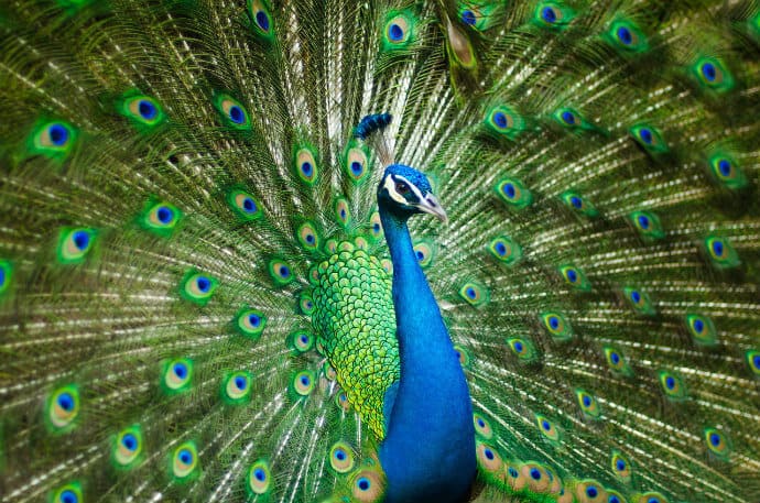 Indian National Bird -Peacock