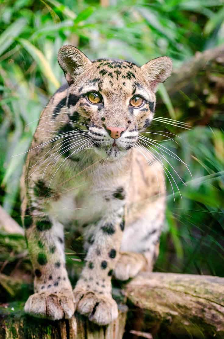 Big Cats in India -Clouded Leopard