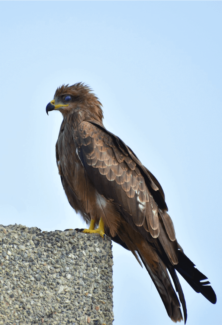 Birds of India -Indian Spotted Eagle